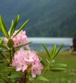Rhododendrons and Lawn Chairs Beside Lake Shore
