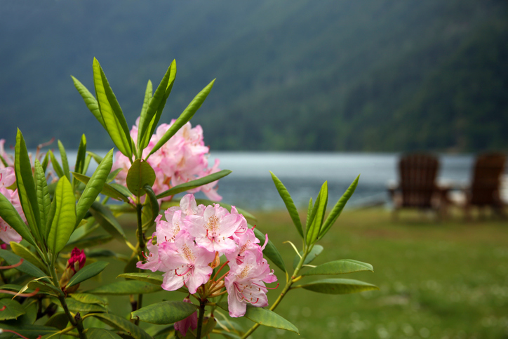 Rhododendrons and Lawn Chairs Beside Lake Shore