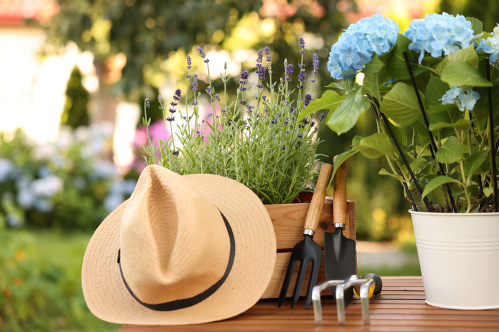 Beautiful potted flowers, straw hat and gardening tools on wooden table outdoors, closeup