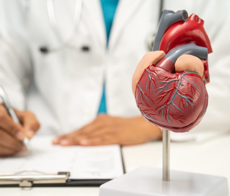 Cardiovascular disease CVD, doctor with heart human model anatomy for treatment patient in hospital.